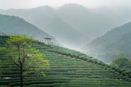 solar farm China - 中国・山東省が直面する太陽光「多すぎ」問題の深層