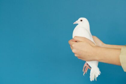 Hope for peace Peace dove - チェン・カイコー監督最新作『志願軍』、「平和への熱望」ポスター公開！
