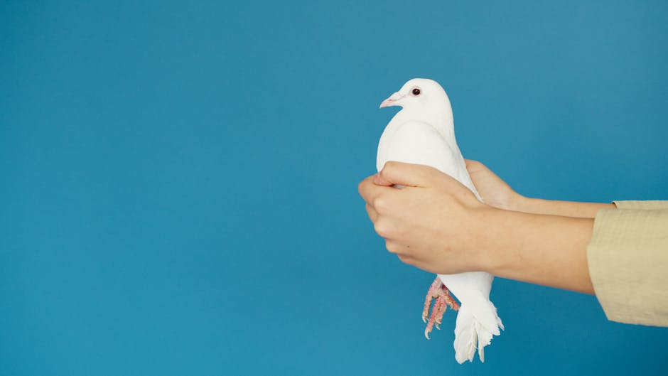 Hope for peace Peace dove - チェン・カイコー監督最新作『志願軍』、「平和への熱望」ポスター公開！