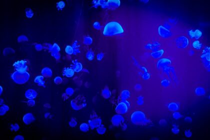 underwater autonomous robot deep sea robot - 衛鯨深海、数千万元のエンジェル調達！深海自律ロボが拓く未来