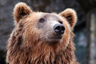 bear carcass, bear waste management - 日本のクマ被害、過去最高9765頭駆除も「死骸処理」が新たな難題に