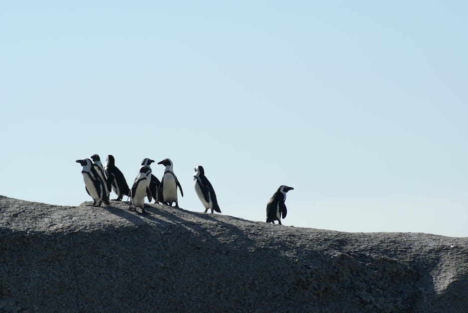 penguin colony Antarctica travel - 中国コメディアン李诞、高額南極旅行の真実を暴露！「ペンギンの糞と激マズ飯」正直すぎるレポートが話題沸騰