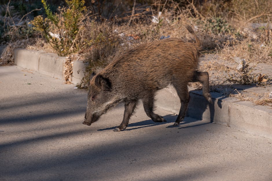 Animal Crossing gameplay Animal Crossing island - 『どうぶつの森』次世代機版が4K/30fpsに大進化！島暮らしを快適にする神アプデも