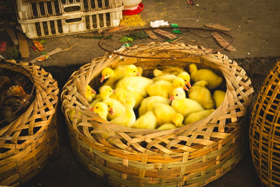 Chinese rural e-commerce Rural China logistics - 拼多多が中国農村を変える！EC物流が導く消費と人材の好循環