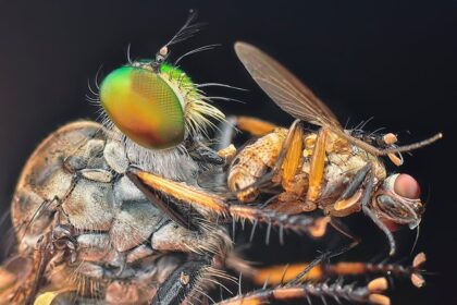 Assassin's Creed Odyssey Kassandra Assassin's Creed - Ubisoft+ Classicsが衝撃の1ドルプロモ！『アサクリ オデッセイ』主人公論争が再燃か？