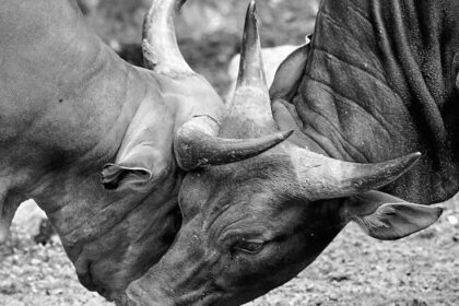 Anime fighter Fighting anime scene - 「ドラゴンボール」公式が発表!孫悟空の意外な「勝率」にファン騒然