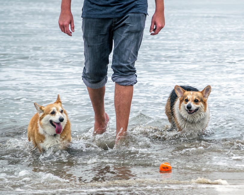 autochess game - 「王者」IP最新作『王者万象棋』、新戦略で冬季テスト開始！