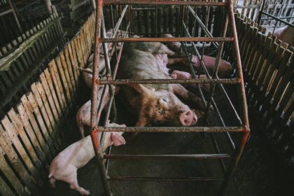 Chinese livestreaming pig farm - 中国ネットで爆発！「豚解体」で3日で200万フォロワーの衝撃