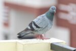 pigeon drone bionic pigeon - ロシア企業がハトを「生体ドローン」に改造!脳にデバイス移植で監視・救助活用へ