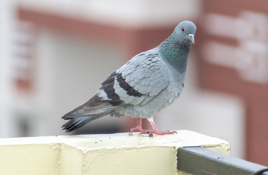 pigeon drone bionic pigeon - ロシア企業がハトを「生体ドローン」に改造！脳にデバイス移植で監視・救助活用へ