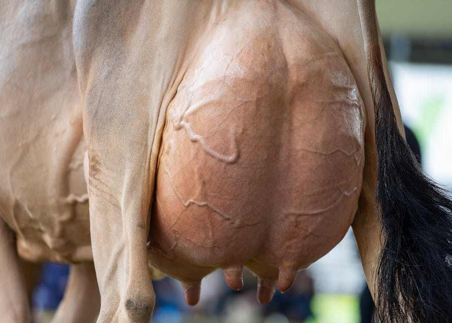 cow in ocean cow swimming - 【衝撃】沖縄の海に牛が出現！輸送中に脱走、海保が25分で無事救助