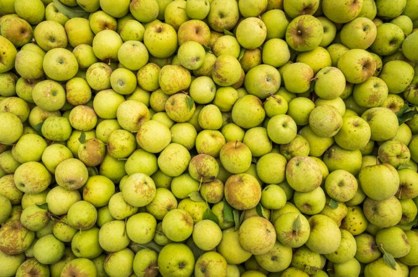 Qixia apple Chinese apple orchard - 中国リンゴ最前線：2026年、高品質「棲霞リンゴ」の選び方と裕豊果樹園の魅力