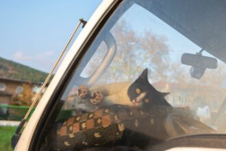 Cat in locked car Cat driver seat - まさかの展開!帰省中の車で猫が集中ロック…飼い主、車外に締め出される珍事!