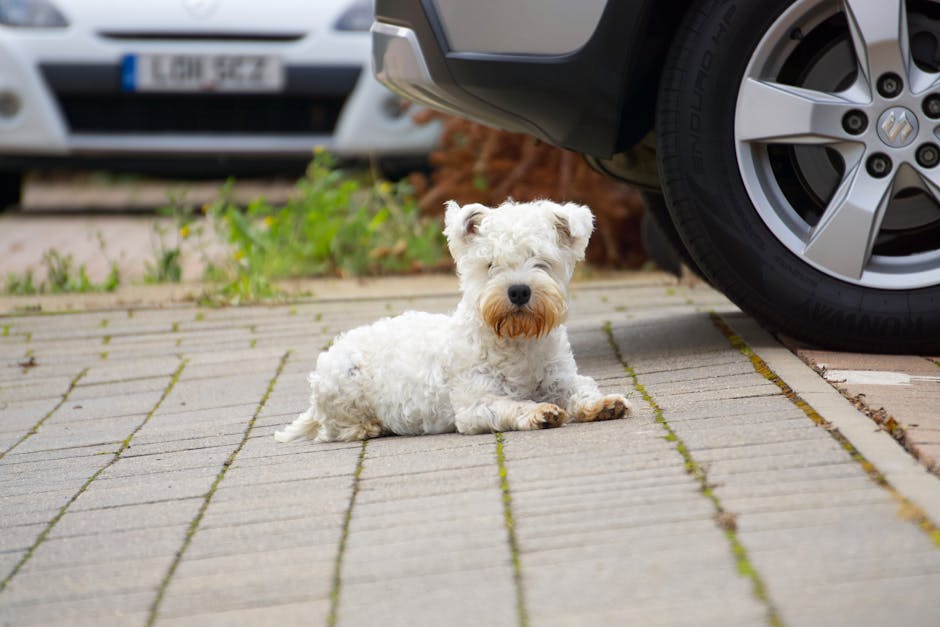 Tired dog in car Exhausted dog - 愛犬の長距離移動、ビフォーアフターが衝撃！「疲れ果てた犬」に共感の声