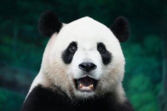 Chinese Wuxia animation - 中国アニメ『虹猫藍兔七侠伝』4K版再放送！思い出と自己形成の旅