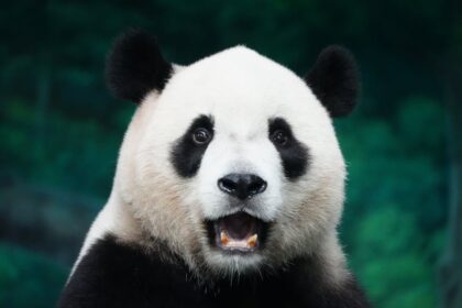 Chinese Wuxia animation - 中国アニメ『虹猫藍兔七侠伝』4K版再放送！思い出と自己形成の旅