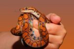 new species snake student scientist - 中国高校生が新種ヘビ発見！学術誌掲載も「学術不正」疑惑浮上、本人が反論