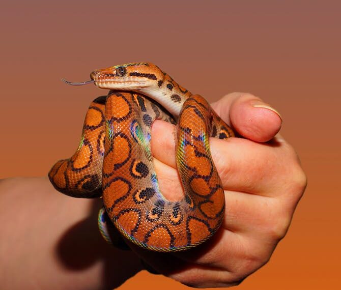 new species snake student scientist - 中国高校生が新種ヘビ発見!学術誌掲載も「学術不正」疑惑浮上、本人が反論