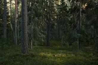 Forest ranger Dense forest - 『Firewatch』誕生秘話：森が育んだ唯一無二のインタラクティブ・ストーリー