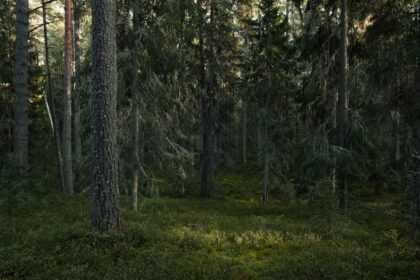 Forest ranger Dense forest - 『Firewatch』誕生秘話：森が育んだ唯一無二のインタラクティブ・ストーリー