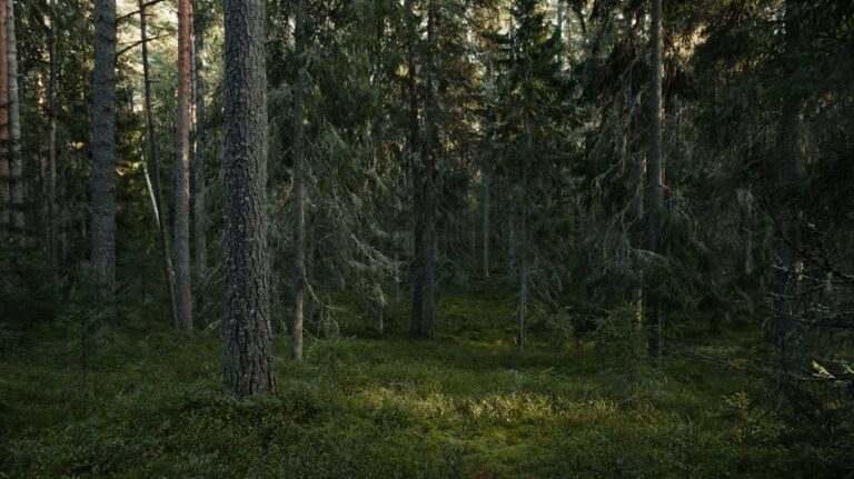 Forest ranger Dense forest - 『Firewatch』誕生秘話:森が育んだ唯一無二のインタラクティブ・ストーリー