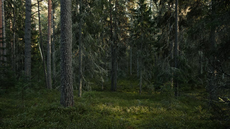 Forest ranger Dense forest - 『Firewatch』誕生秘話:森が育んだ唯一無二のインタラクティブ・ストーリー