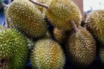 Durian market China Person holding durian - ドリアンが手の届く贅沢に？ 中国で価格大暴落、「ドリアン自由」はもうすぐそこに！