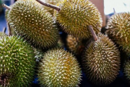 Durian market China Person holding durian - ドリアンが手の届く贅沢に？ 中国で価格大暴落、「ドリアン自由」はもうすぐそこに！