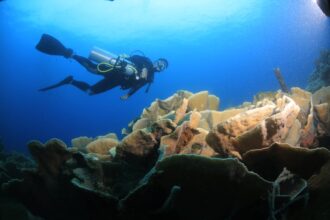 multiplayer underwater game sci-fi underwater survival - 『サブノーティカ2』がCo-opで進化！深海サバイバルの新たな形