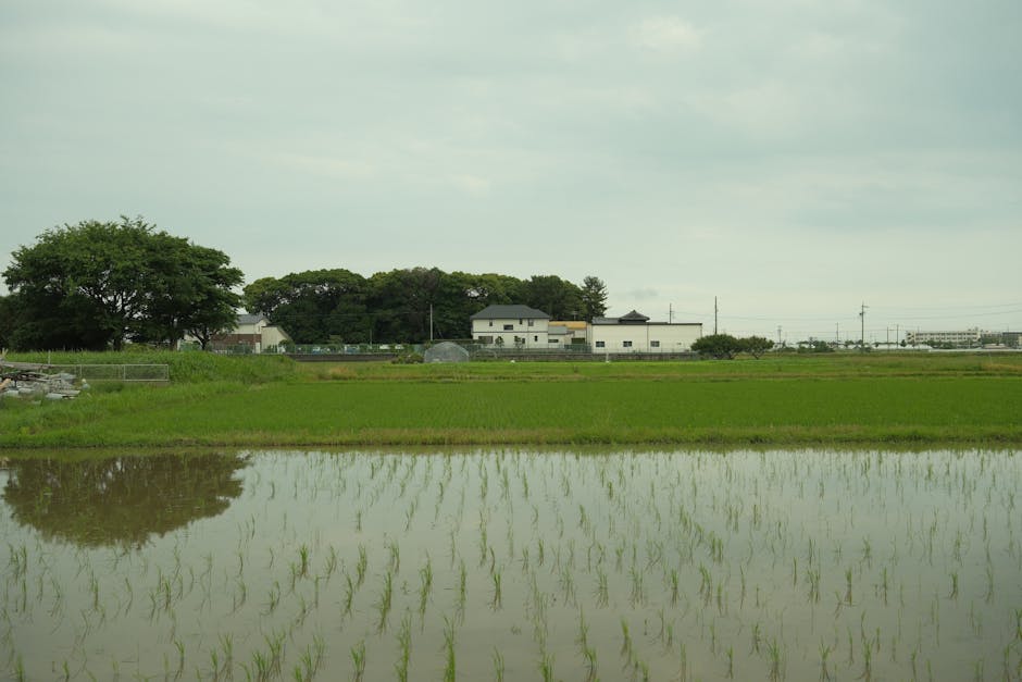 Japanese rice field, Japanese countryside - 「Forza Horizon 6」日本の田園風景で「田んぼクラッシュ」が海外で物議!