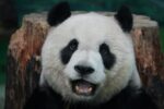 cute panda, tour guide - 中国人気パンダ「花花」巡る騒動！ガイド不適切発言で炎上、旅行会社が謝罪