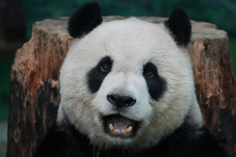 cute panda, tour guide - 中国人気パンダ「花花」巡る騒動！ガイド不適切発言で炎上、旅行会社が謝罪
