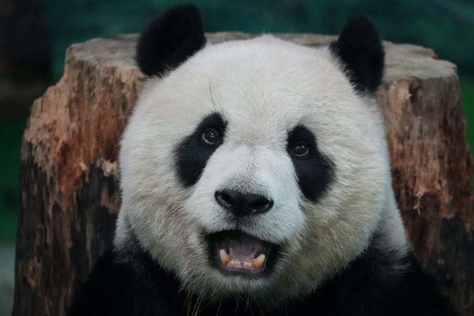 cute panda, tour guide - 中国人気パンダ「花花」巡る騒動！ガイド不適切発言で炎上、旅行会社が謝罪