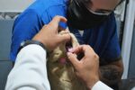 Feline medical technology Veterinary breakthrough - 猫の慢性腎臓病に朗報!平均寿命30年実現へ新療法が日本で承認間近