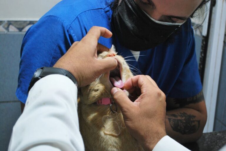 Feline medical technology Veterinary breakthrough - 猫の慢性腎臓病に朗報!平均寿命30年実現へ新療法が日本で承認間近