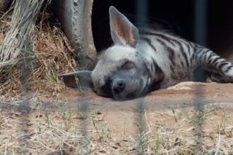 sleeping zoo animals napping animals - 中国の動物園で動物たちが全員昼寝！「山西省結界」の真相に迫る