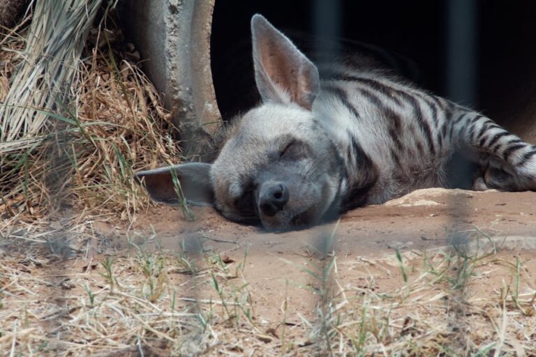 sleeping zoo animals napping animals - 中国の動物園で動物たちが全員昼寝！「山西省結界」の真相に迫る