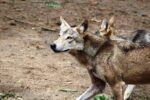 man taming wolf wolf pup - 『恋と深空』新男主「アオイン」に全網熱狂！6.0アプデで「子狼」を馴らす新体験？