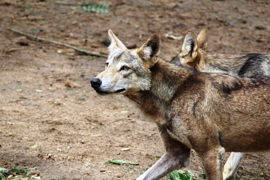 man taming wolf wolf pup - 『恋と深空』新男主「アオイン」に全網熱狂！6.0アプデで「子狼」を馴らす新体験？