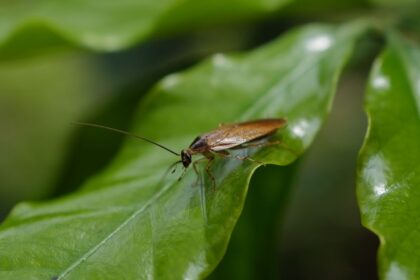 PS5 controller cockroach Cockroach infestation - 戦慄！PS5コントローラーからゴキブリが大量発生、修理業者が衝撃報告
