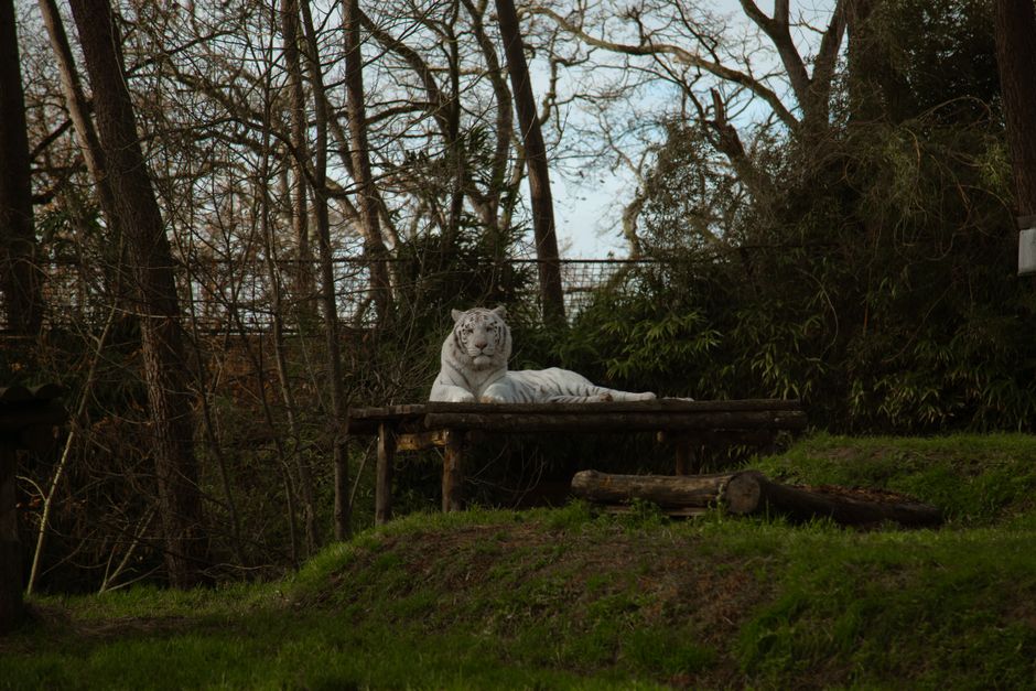 White tiger Tiger in enclosure - 中国の人気白虎「小公子」が死亡 青島動物園で飼育員の過失による悲劇