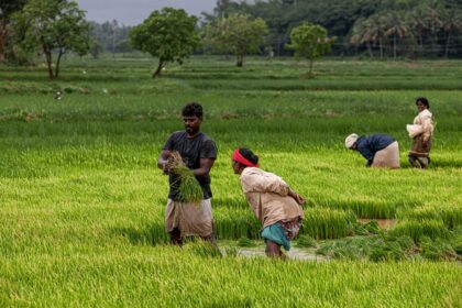 executives rice planting - アリババ経営層が「田植え」に挑戦！ジャック・マー氏も参加した異色チームビルディングの真意