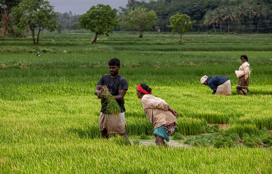 executives rice planting - アリババ経営層が「田植え」に挑戦！ジャック・マー氏も参加した異色チームビルディングの真意