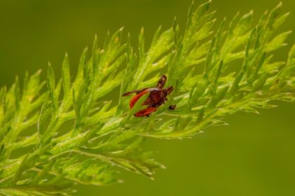 Brain parasite - インド旅行から帰国、脳内に38個の寄生虫を発見した女性の物語