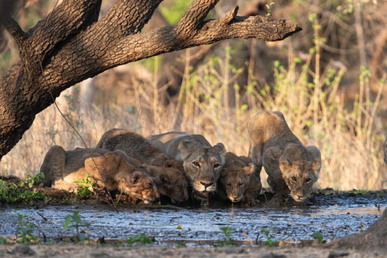 Lion rescue India Wild lion survival India - 「猫なで作戦」でライオン生還！インドの奇跡と専門家の警告