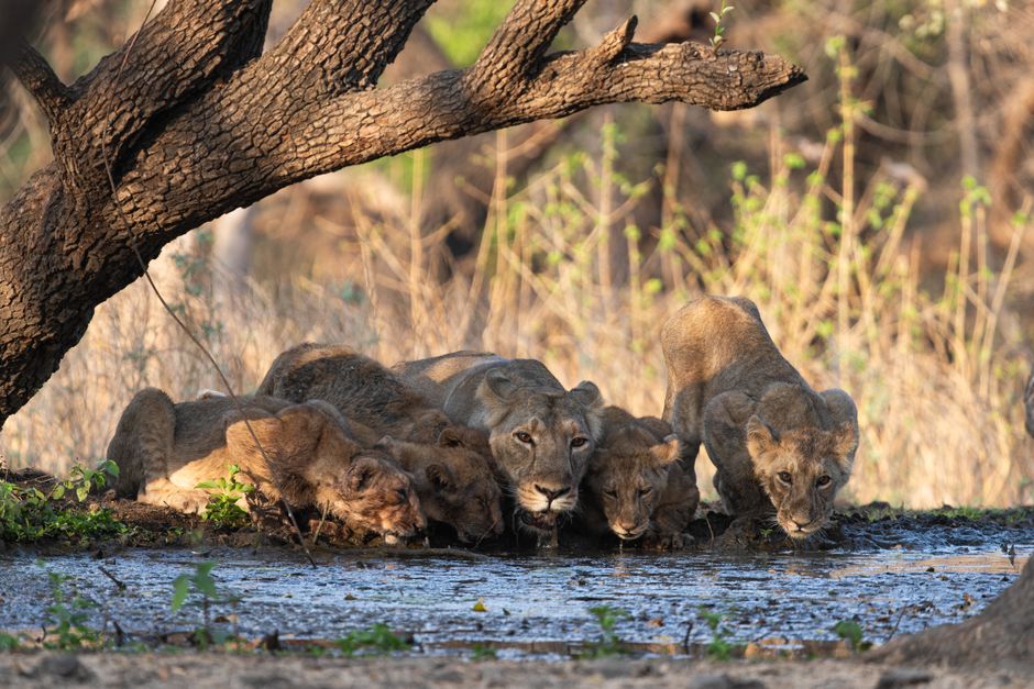 Lion rescue India Wild lion survival India - 「猫なで作戦」でライオン生還！インドの奇跡と専門家の警告