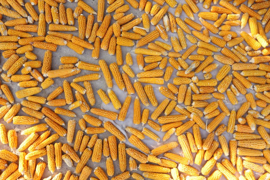 high yield corn smart agriculture research - 中国がトウモロコシ増産の新技術!安定10%超収量アップ